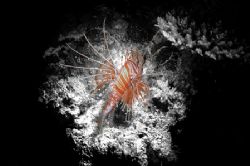 Lion Fish. Taken in the Maldives during a night dive, thi... by Grant Kennedy 